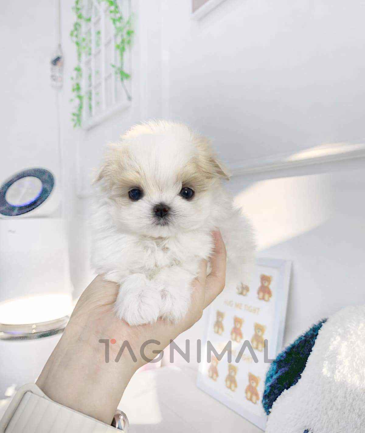 Maltipoo puppy for sale, dog for sale at Tagnimal