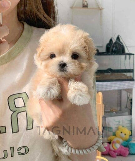 ขายลูกสุนัขมอลติพู ซื้อสุนัข ซื้อหมา ได้ที่ Tagnimal