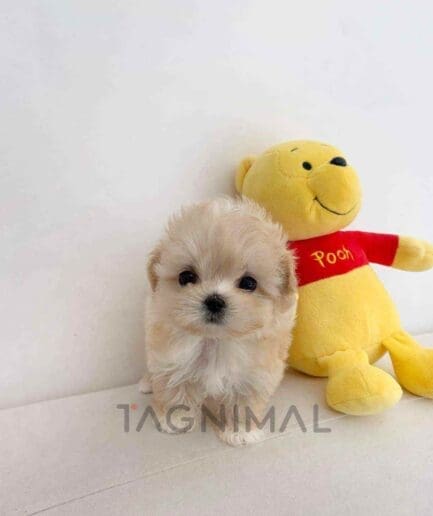 ขายลูกสุนัขมอลติพู ซื้อสุนัข ซื้อหมา ได้ที่ Tagnimal