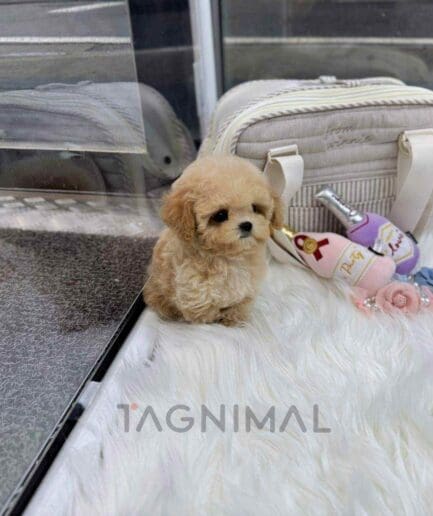 ขายลูกสุนัขมอลติพู ซื้อสุนัข ซื้อหมา ได้ที่ Tagnimal