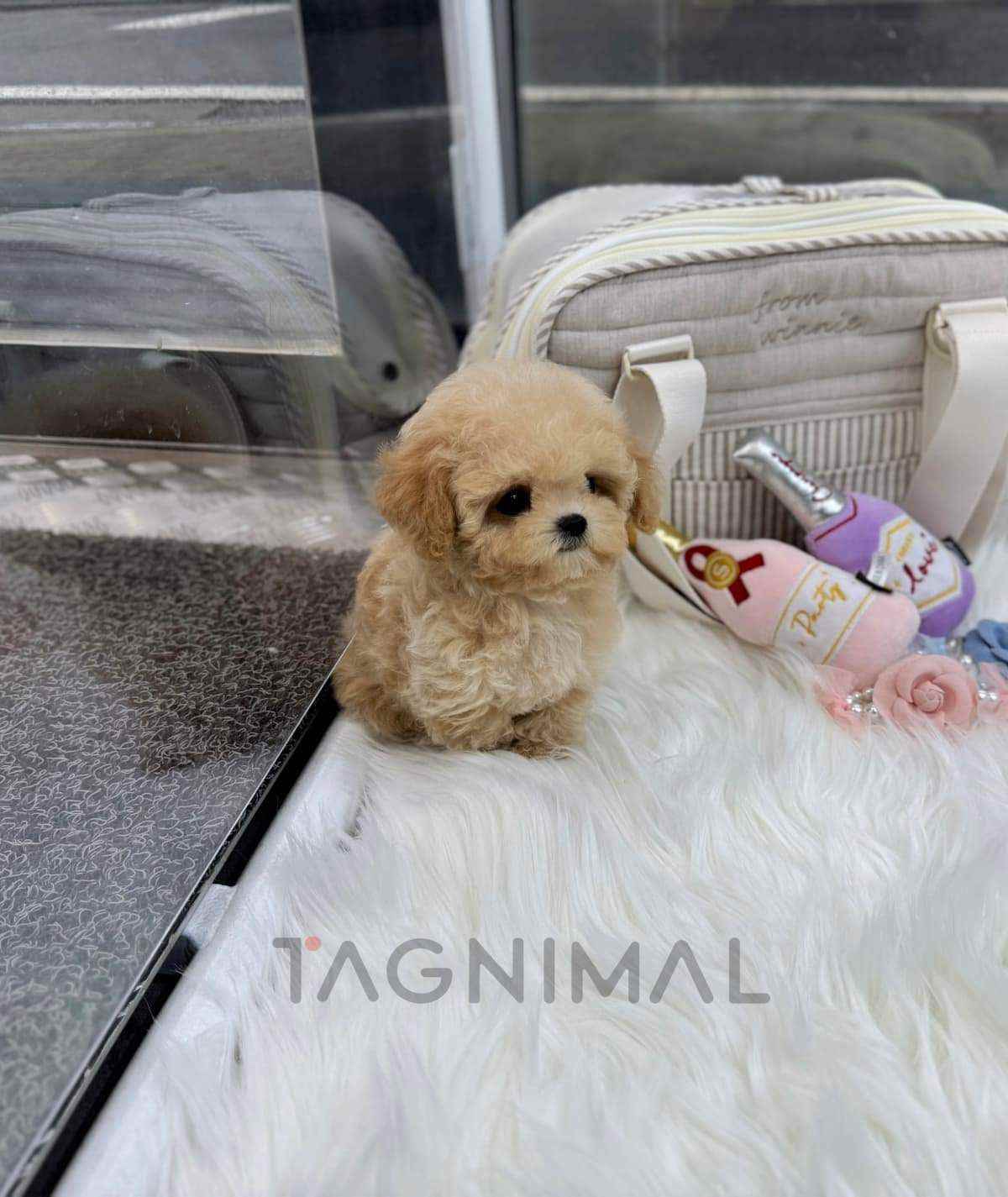 Maltipoo puppy for sale, dog for sale at Tagnimal