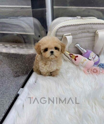 ขายลูกสุนัขมอลติพู ซื้อสุนัข ซื้อหมา ได้ที่ Tagnimal