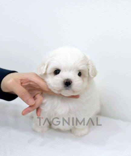 ขายลูกสุนัขมอลติพู ซื้อสุนัข ซื้อหมา ได้ที่ Tagnimal