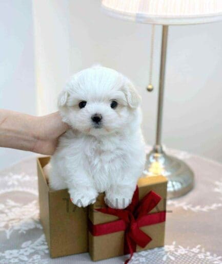 Maltipoo puppy for sale, dog for sale at Tagnimal