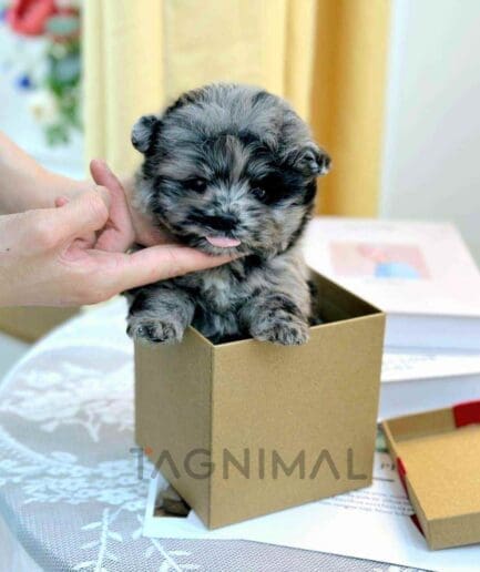 ขายลูกสุนัขมอลติพู ซื้อสุนัข ซื้อหมา ได้ที่ Tagnimal
