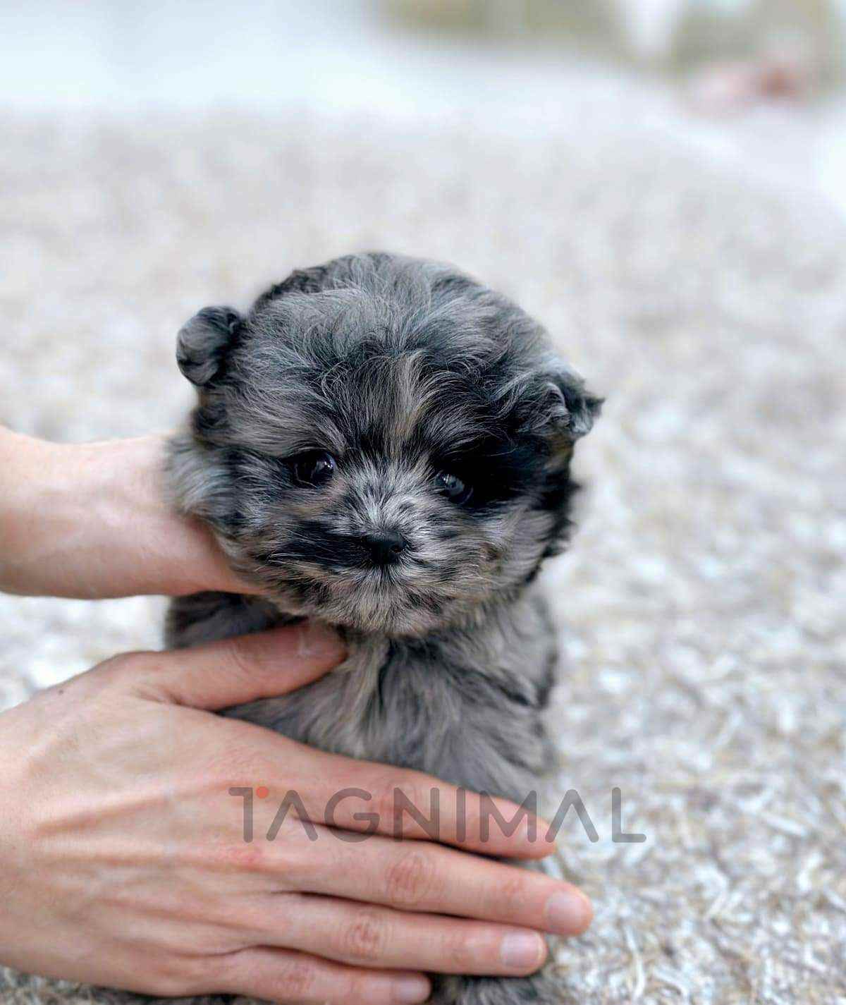 ขายลูกสุนัขมอลติพู ซื้อสุนัข ซื้อหมา ได้ที่ Tagnimal