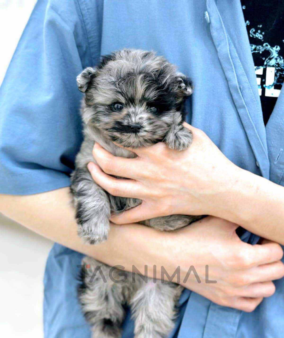 ขายลูกสุนัขมอลติพู ซื้อสุนัข ซื้อหมา ได้ที่ Tagnimal