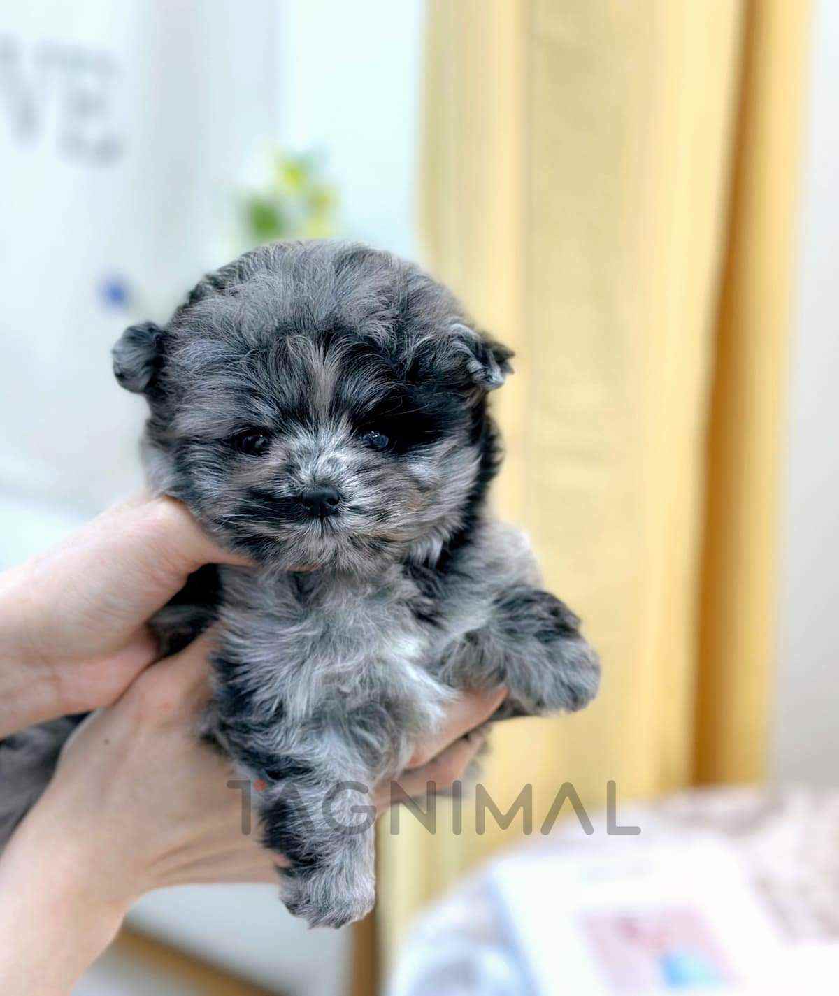 ขายลูกสุนัขมอลติพู ซื้อสุนัข ซื้อหมา ได้ที่ Tagnimal