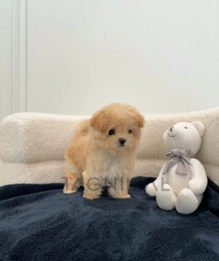 ขายลูกสุนัขมอลติพู ซื้อสุนัข ซื้อหมา ได้ที่ Tagnimal