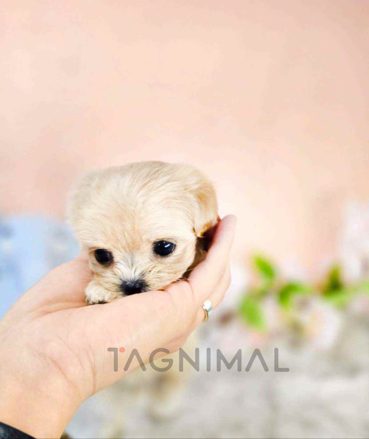 Maltipoo puppy for sale, dog for sale at Tagnimal