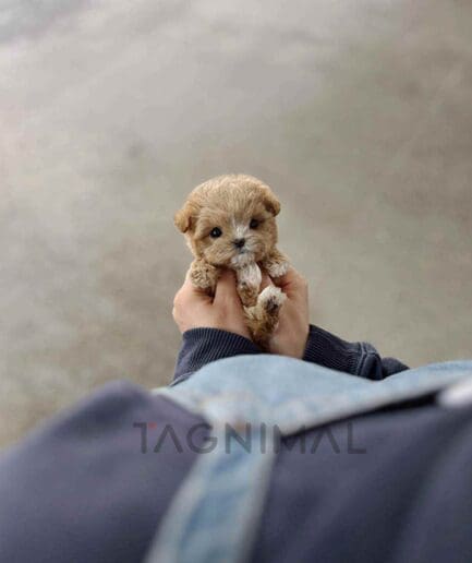 Maltipoo puppy for sale, dog for sale at Tagnimal