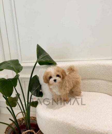 ขายลูกสุนัขมอลติพู ซื้อสุนัข ซื้อหมา ได้ที่ Tagnimal