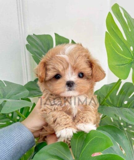 ขายลูกสุนัขมอลติพู ซื้อสุนัข ซื้อหมา ได้ที่ Tagnimal