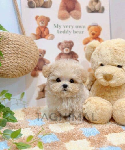 Maltipoo puppy for sale, dog for sale at Tagnimal
