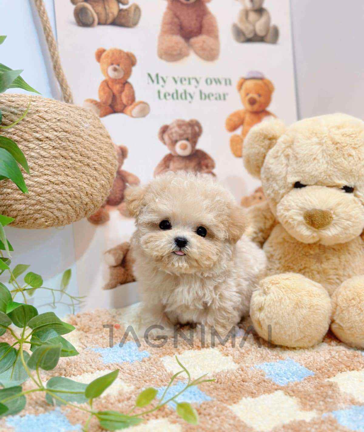 ขายลูกสุนัขมอลติพู ซื้อสุนัข ซื้อหมา ได้ที่ Tagnimal