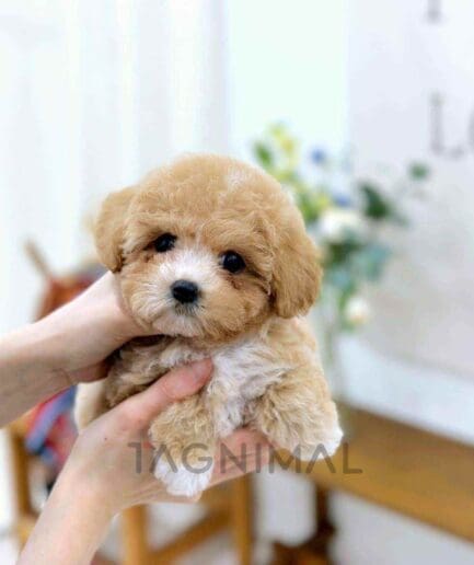 ขายลูกสุนัขมอลติพู ซื้อสุนัข ซื้อหมา ได้ที่ Tagnimal