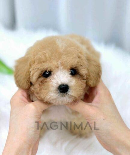 ขายลูกสุนัขมอลติพู ซื้อสุนัข ซื้อหมา ได้ที่ Tagnimal