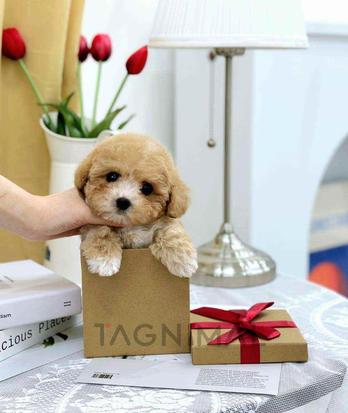ขายลูกสุนัขมอลติพู ซื้อสุนัข ซื้อหมา ได้ที่ Tagnimal