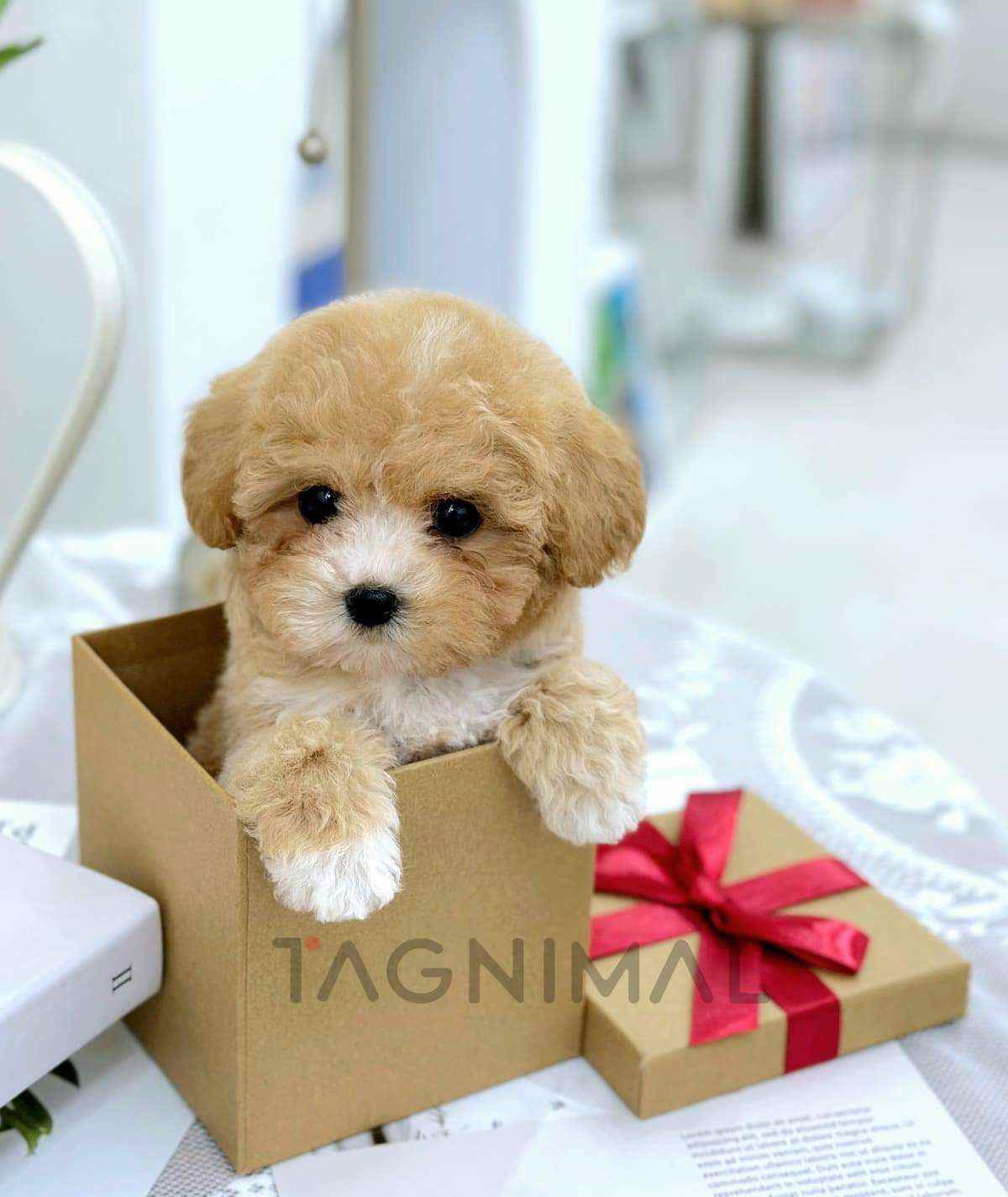 ขายลูกสุนัขมอลติพู ซื้อสุนัข ซื้อหมา ได้ที่ Tagnimal