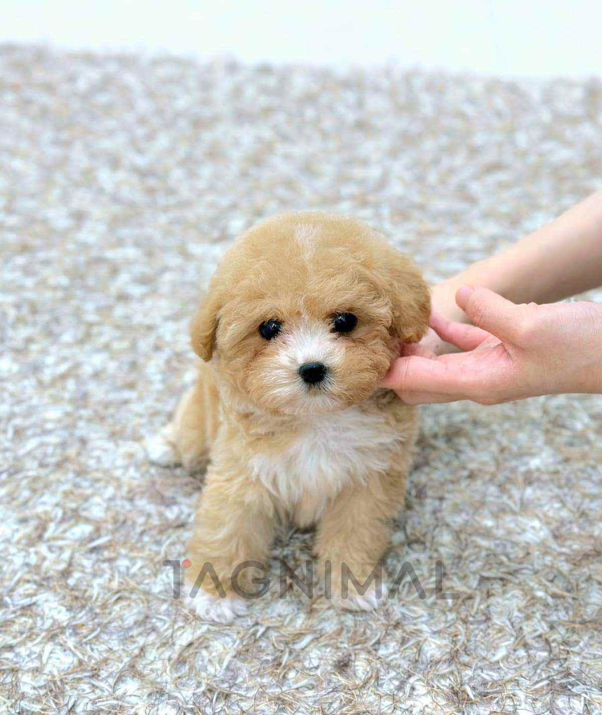 ขายลูกสุนัขมอลติพู ซื้อสุนัข ซื้อหมา ได้ที่ Tagnimal