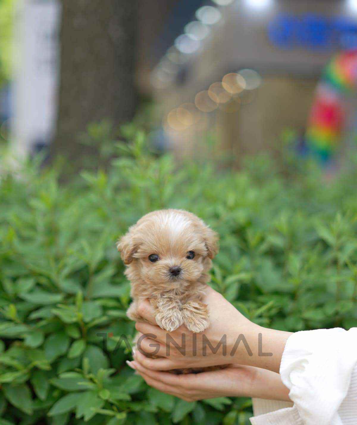 Maltipoo puppy for sale, dog for sale at Tagnimal