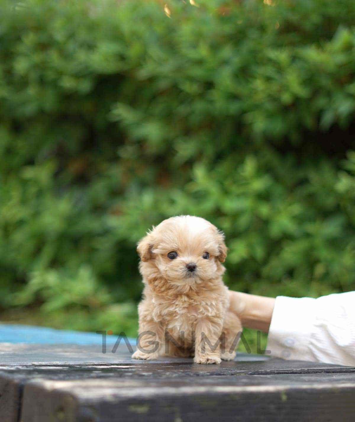 Maltipoo puppy for sale, dog for sale at Tagnimal