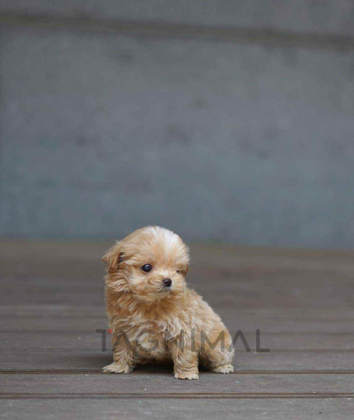 Maltipoo puppy for sale, dog for sale at Tagnimal