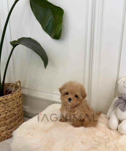 ขายลูกสุนัขมอลติพู ซื้อสุนัข ซื้อหมา ได้ที่ Tagnimal
