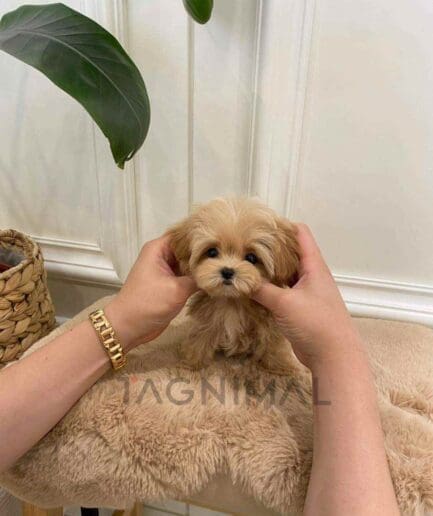 ขายลูกสุนัขมอลติพู ซื้อสุนัข ซื้อหมา ได้ที่ Tagnimal