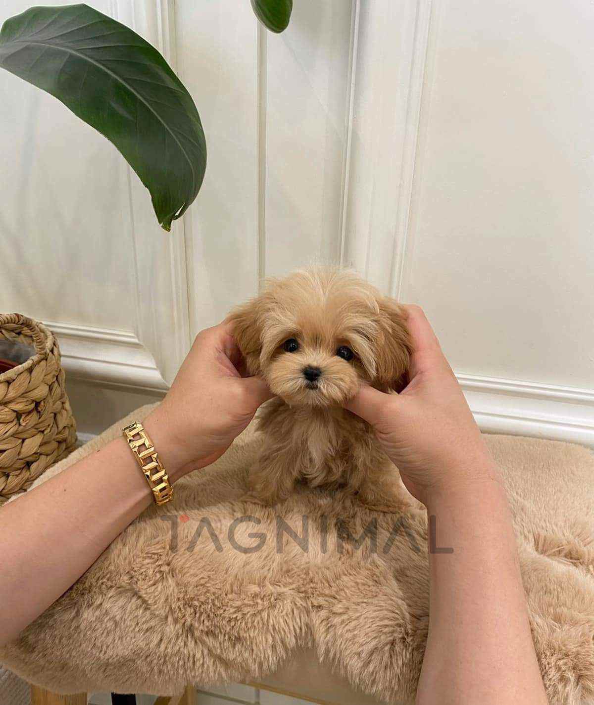 Maltipoo puppy for sale, dog for sale at Tagnimal