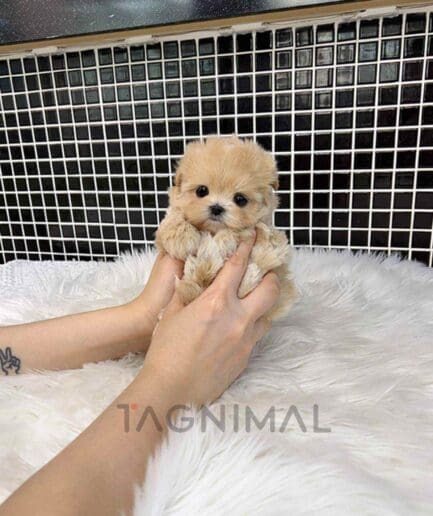 ขายลูกสุนัขมอลติพู ซื้อสุนัข ซื้อหมา ได้ที่ Tagnimal