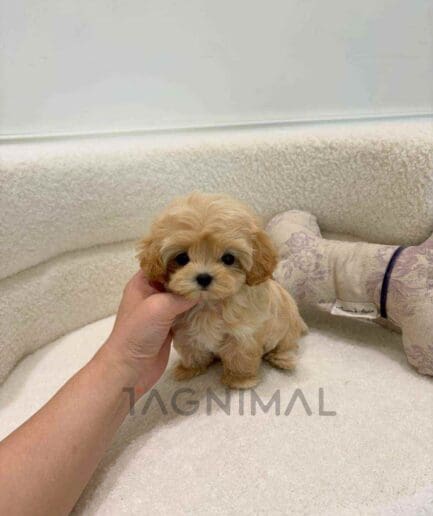 ขายลูกสุนัขมอลติพู ซื้อสุนัข ซื้อหมา ได้ที่ Tagnimal