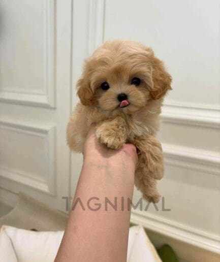 ขายลูกสุนัขมอลติพู ซื้อสุนัข ซื้อหมา ได้ที่ Tagnimal