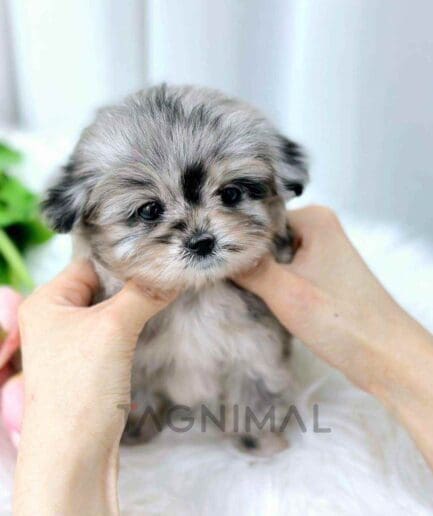 ขายลูกสุนัขมอลติพู ซื้อสุนัข ซื้อหมา ได้ที่ Tagnimal