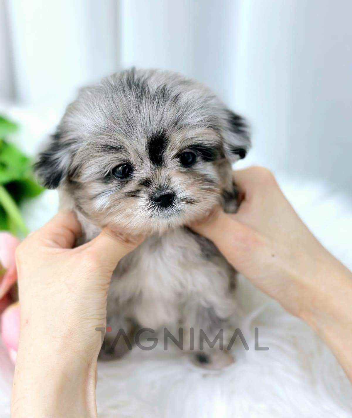 ขายลูกสุนัขมอลติพู ซื้อสุนัข ซื้อหมา ได้ที่ Tagnimal