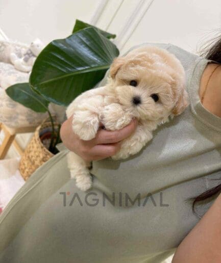 ขายลูกสุนัขมอลติพู ซื้อสุนัข ซื้อหมา ได้ที่ Tagnimal