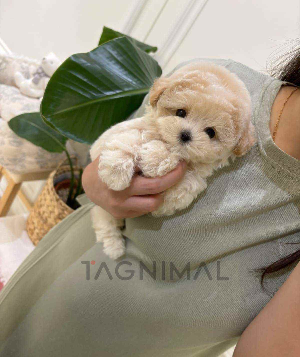ขายลูกสุนัขมอลติพู ซื้อสุนัข ซื้อหมา ได้ที่ Tagnimal
