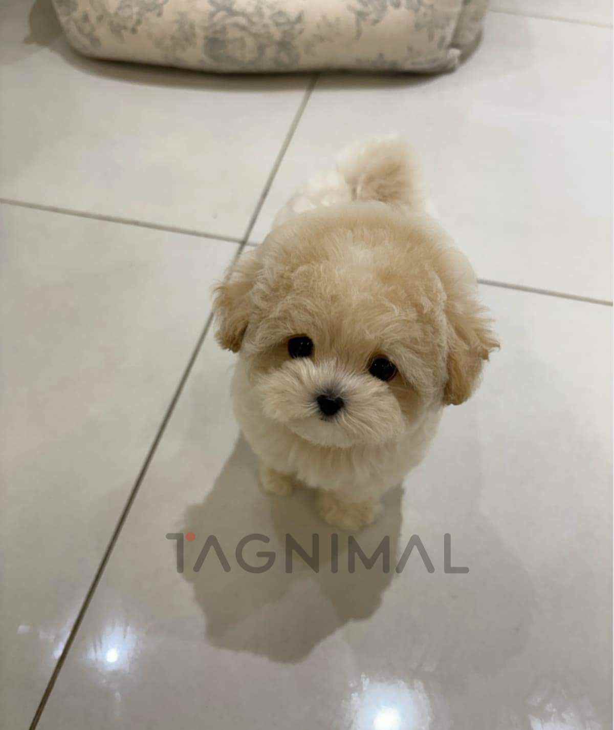 ขายลูกสุนัขมอลติพู ซื้อสุนัข ซื้อหมา ได้ที่ Tagnimal