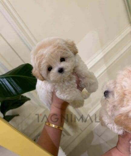 ขายลูกสุนัขมอลติพู ซื้อสุนัข ซื้อหมา ได้ที่ Tagnimal