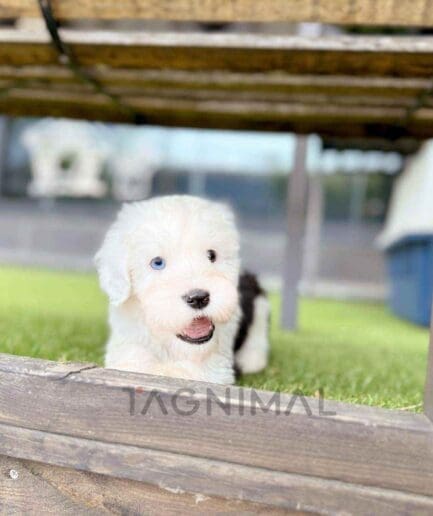 Old English Sheepdog puppy for sale, dog for sale at Tagnimal