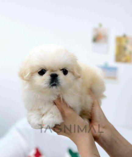 Pekingese puppy for sale, dog for sale at Tagnimal