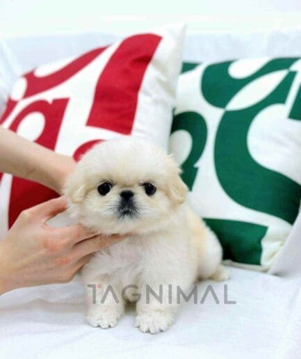 Pekingese puppy for sale, dog for sale at Tagnimal