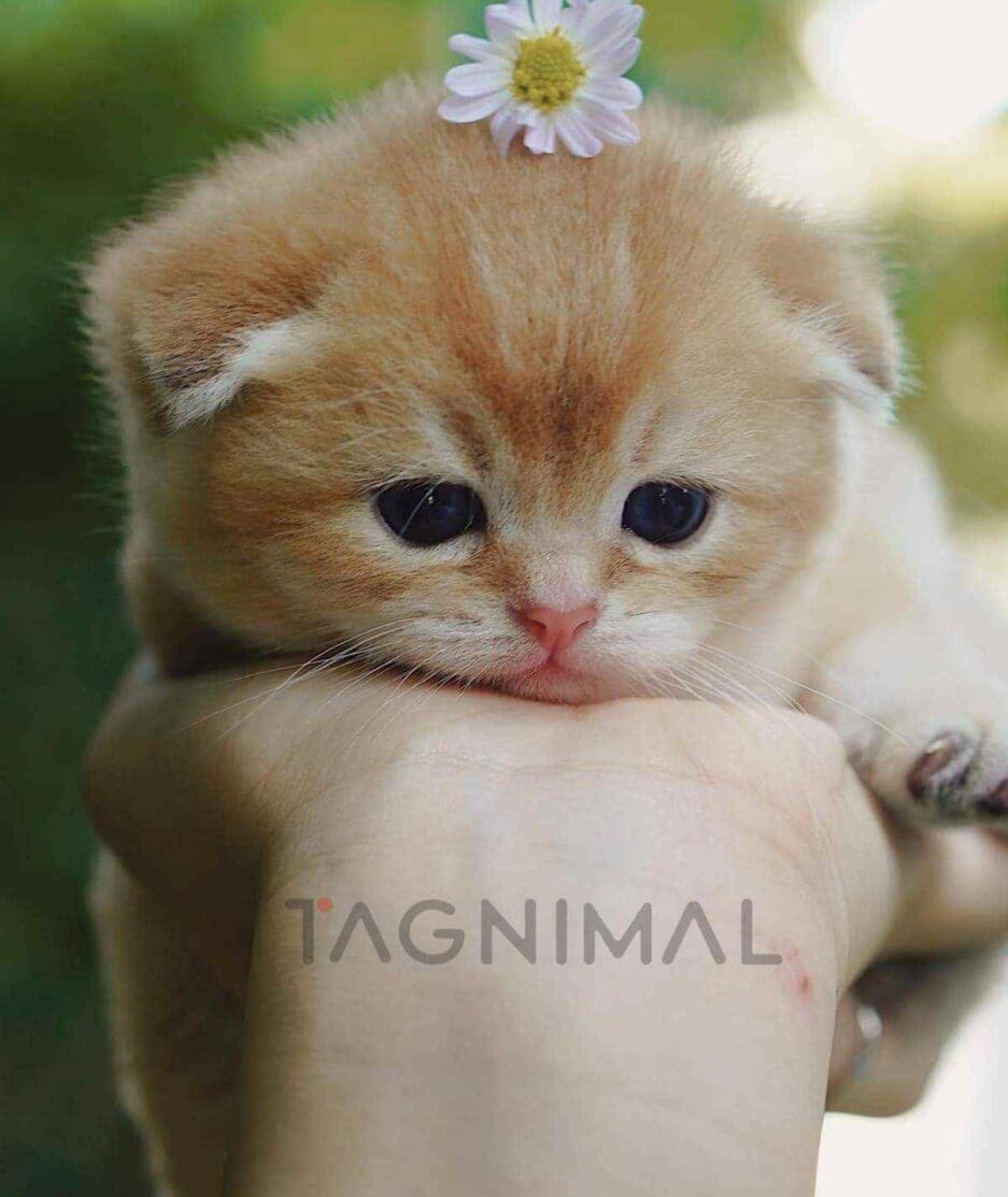 Scottish Fold kitten for sale, cat for sale at Tagnimal