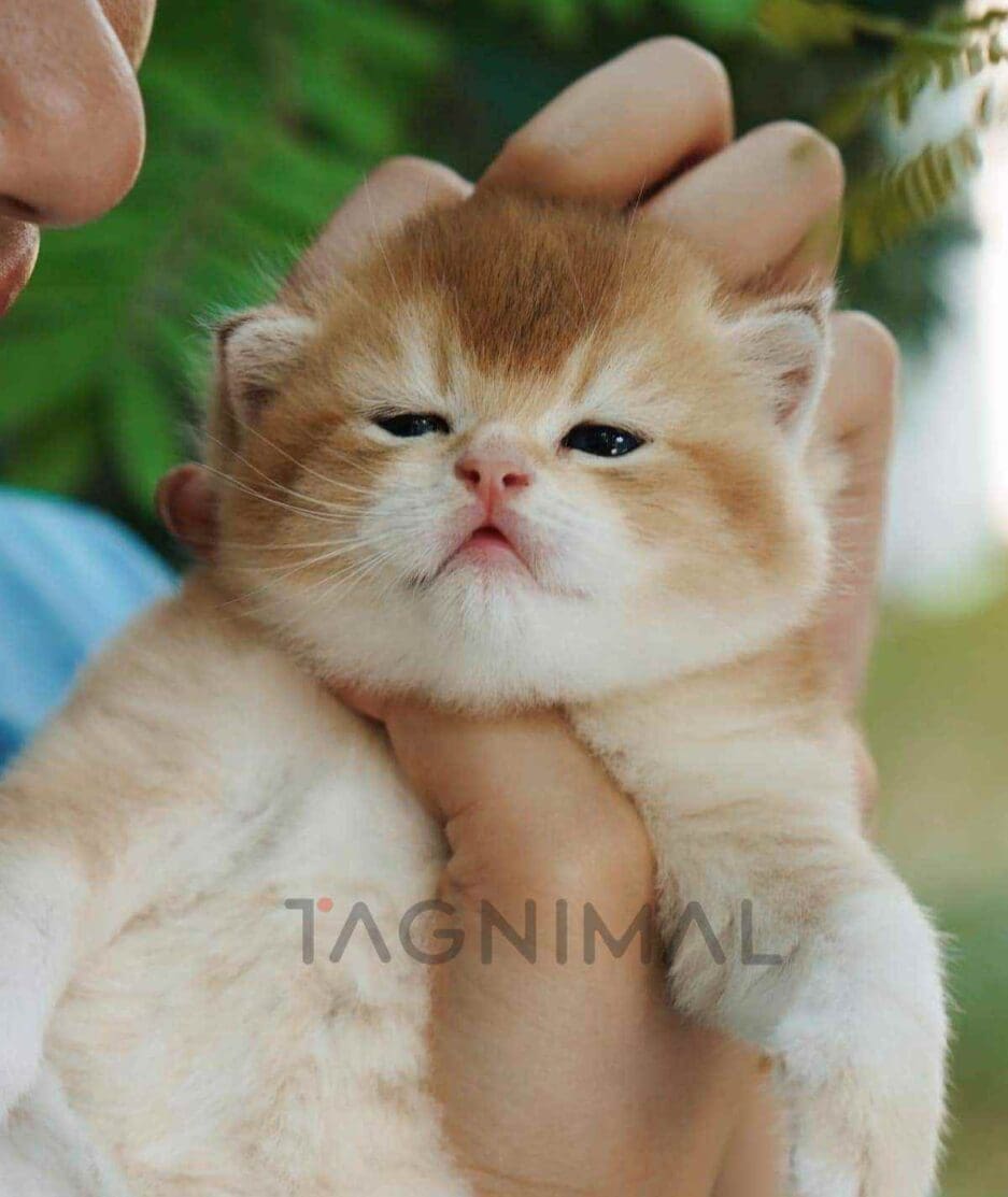 Scottish Straight kitten for sale, cat for sale at Tagnimal