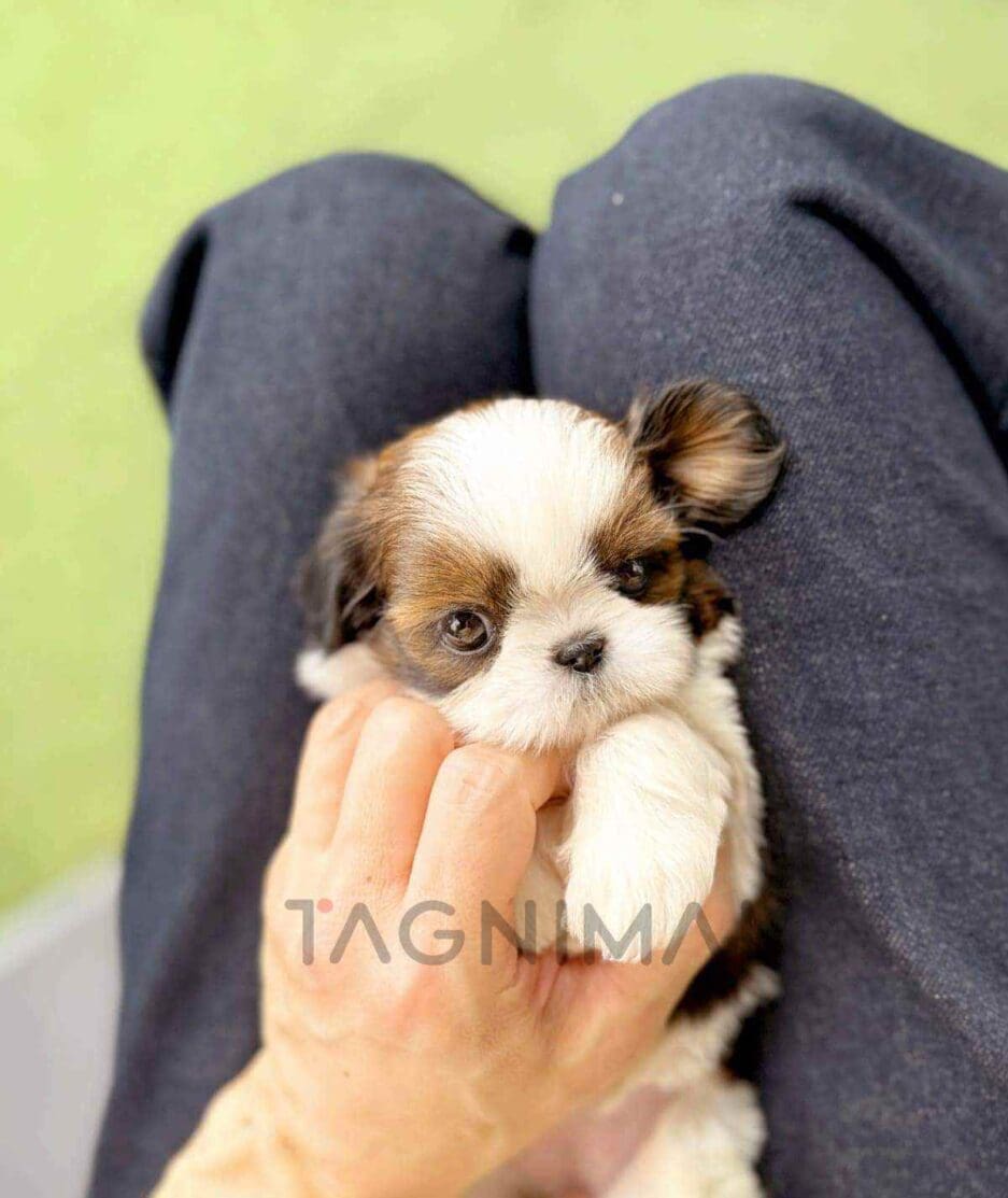 ขายลูกสุนัขชิสุห์ ซื้อสุนัข ซื้อหมา ได้ที่ Tagnimal