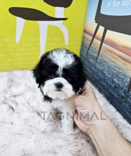 ขายลูกสุนัขมอลติพู ซื้อสุนัข ซื้อหมา ได้ที่ Tagnimal