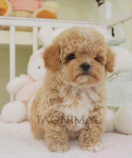 ขายลูกสุนัขมอลติพู ซื้อสุนัข ซื้อหมา ได้ที่ Tagnimal