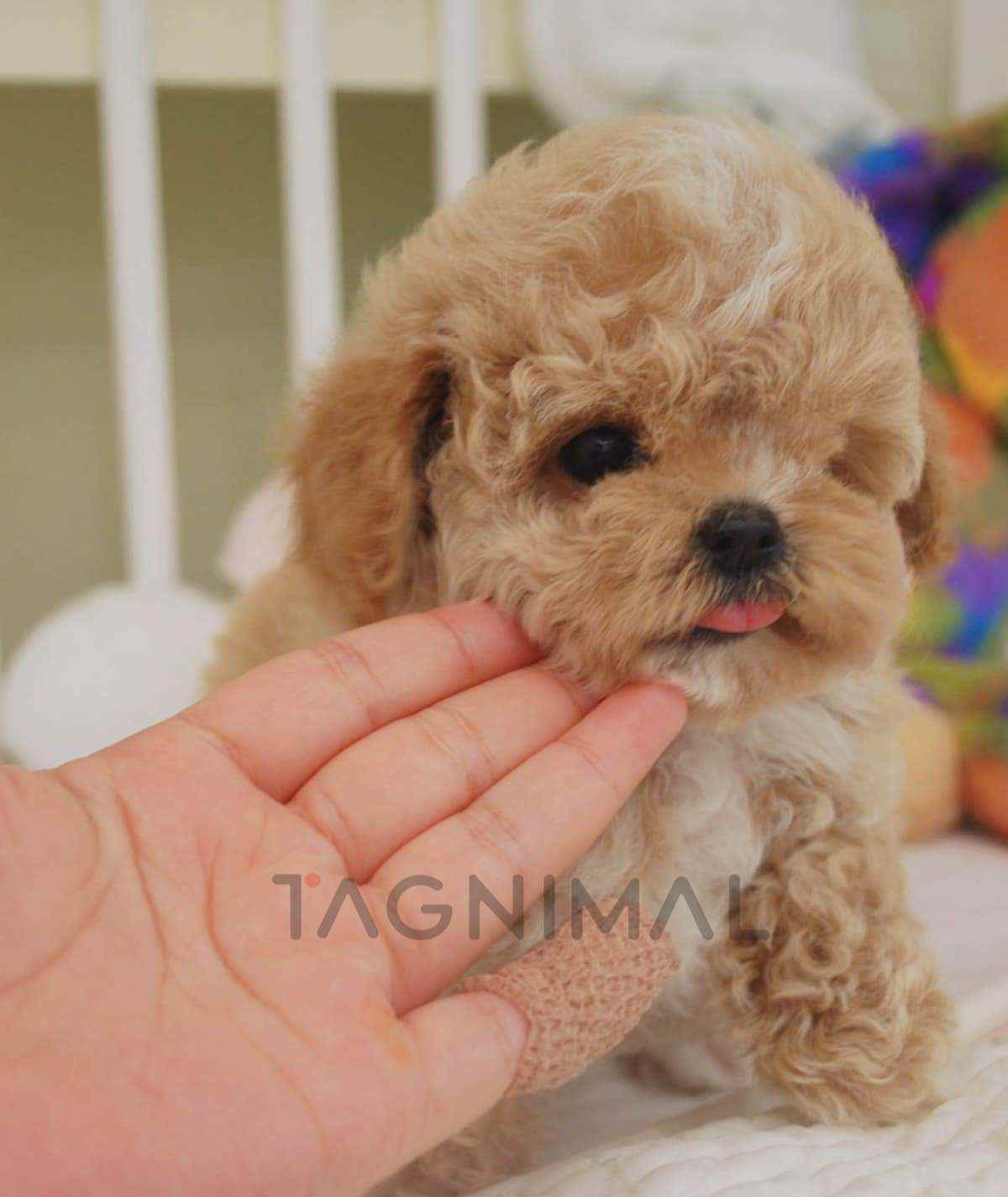 ขายลูกสุนัขมอลติพู ซื้อสุนัข ซื้อหมา ได้ที่ Tagnimal