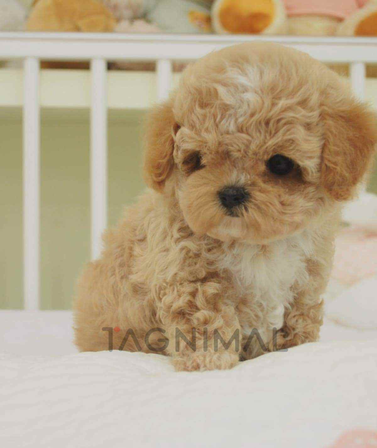 ขายลูกสุนัขมอลติพู ซื้อสุนัข ซื้อหมา ได้ที่ Tagnimal