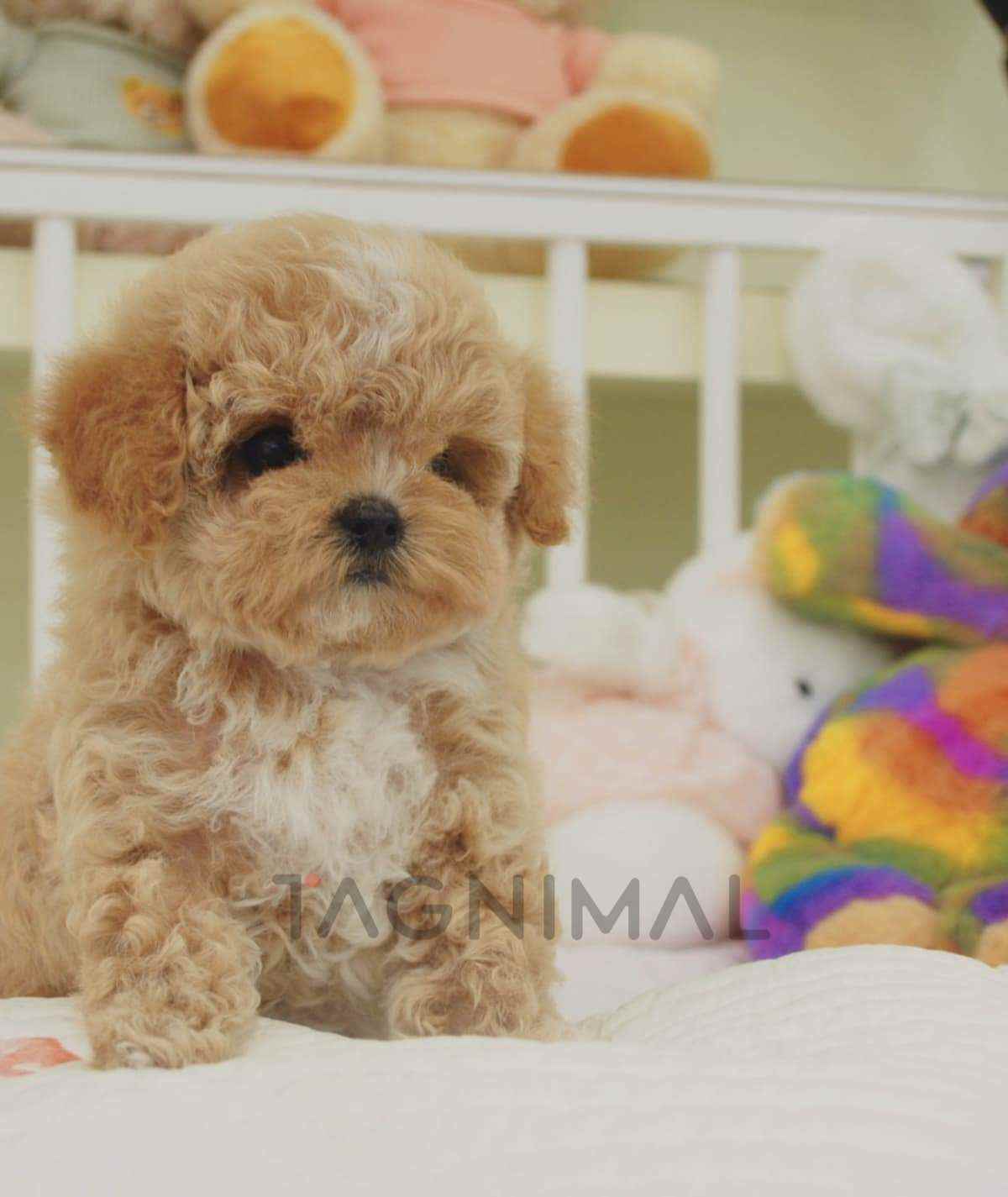 ขายลูกสุนัขมอลติพู ซื้อสุนัข ซื้อหมา ได้ที่ Tagnimal